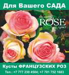 Саженцы. Розы для сада и клумбы
