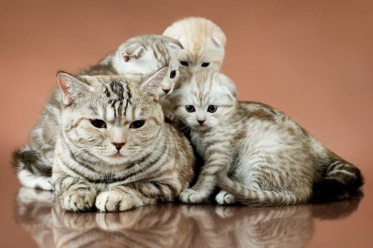 Продам британских котят