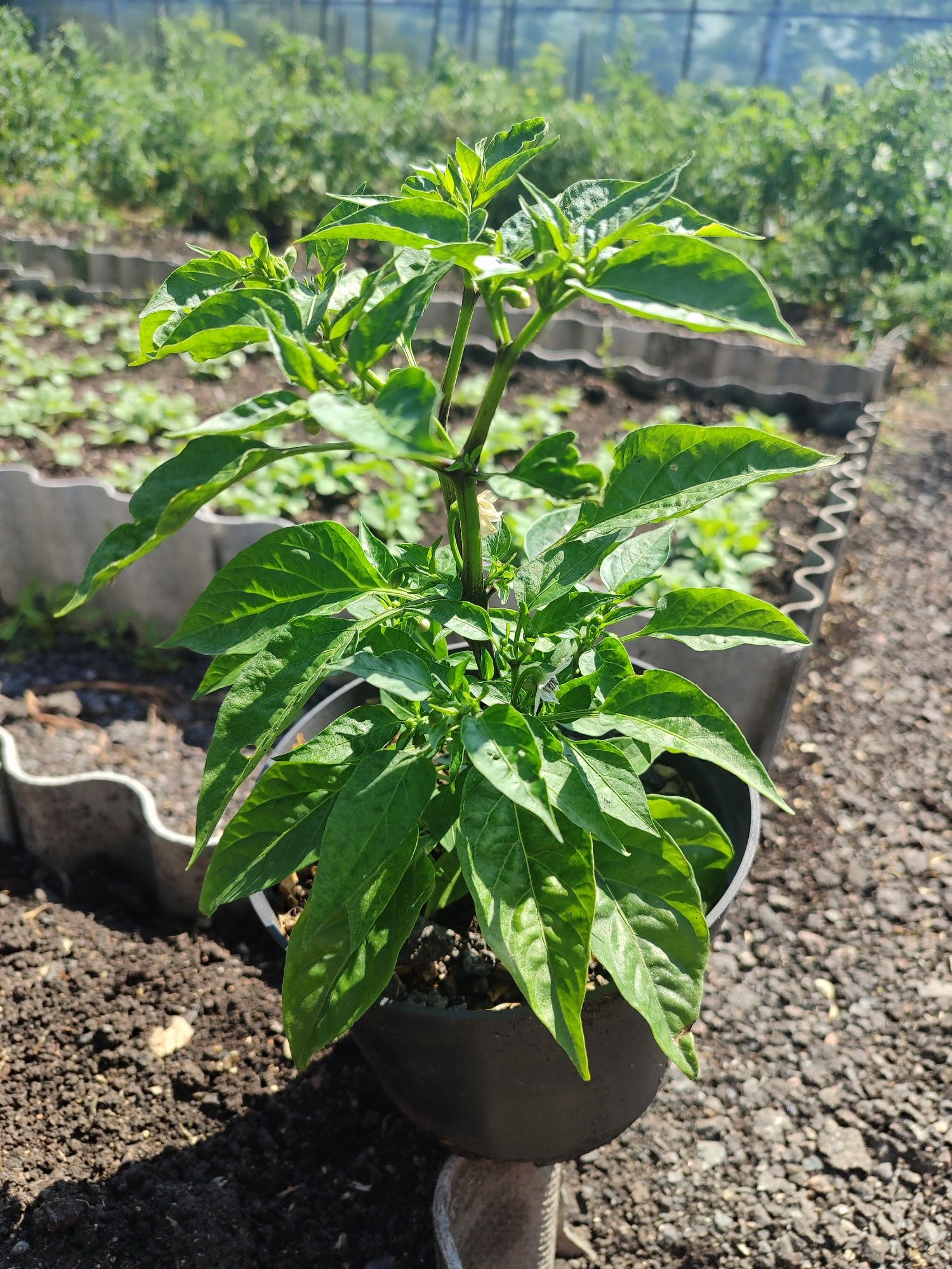 Продам чеснок домашний