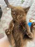 Котята 3 месячные