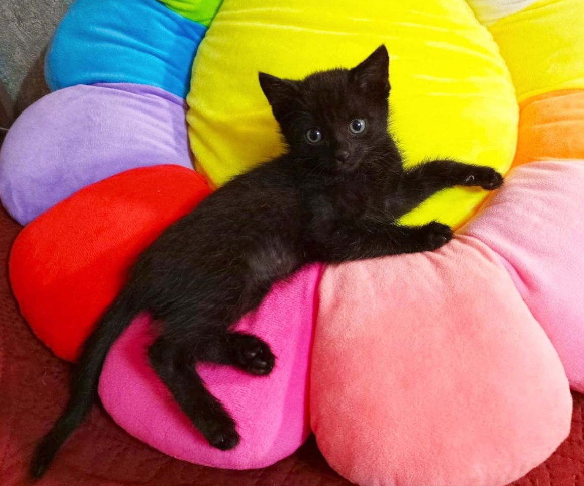Маленькие котята