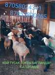 Қой  тусақ тоқты сек қошқар сатылады