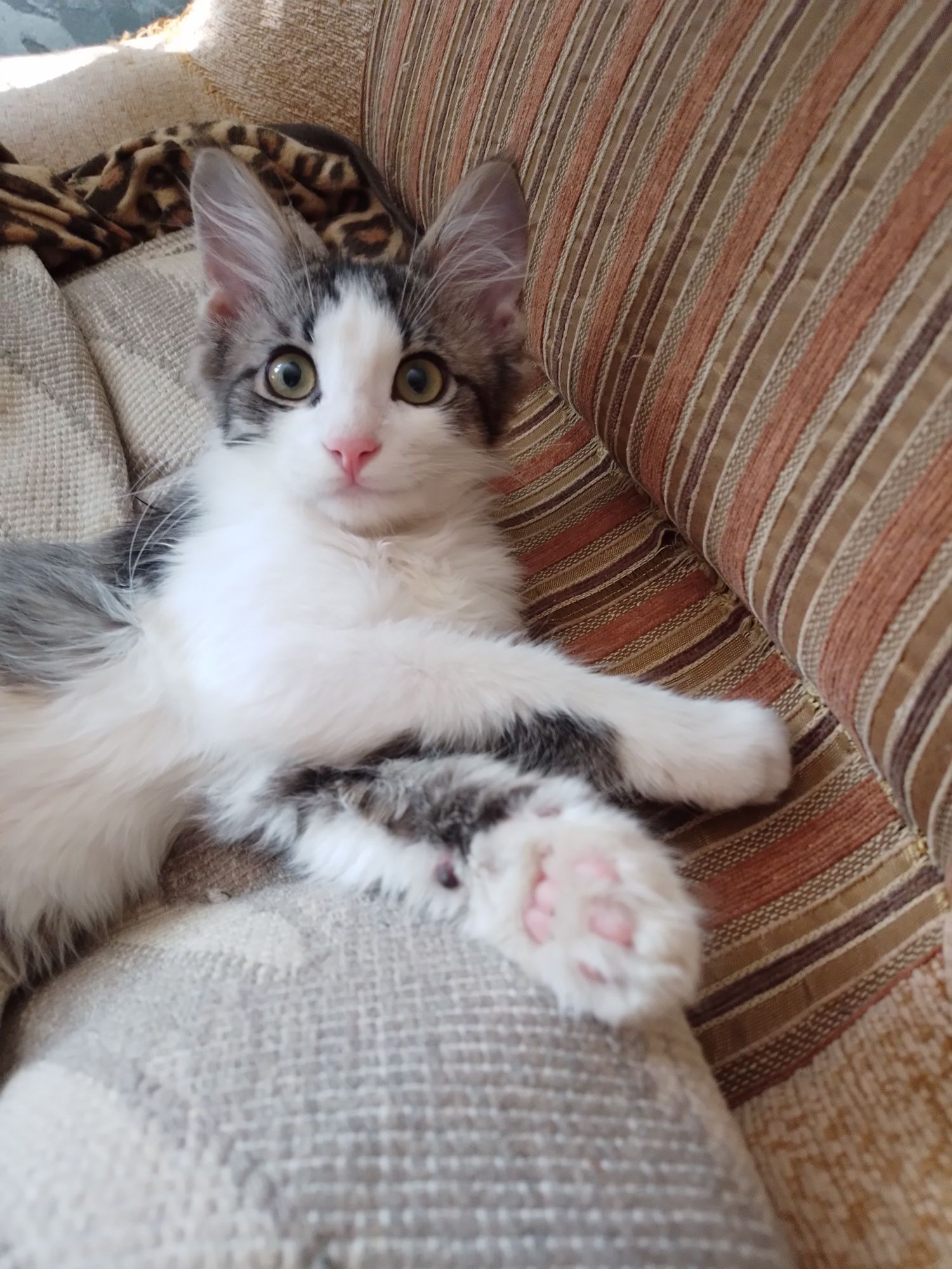 Ищем доброго заботливо хозяина для маленького котёнка (мальчика).