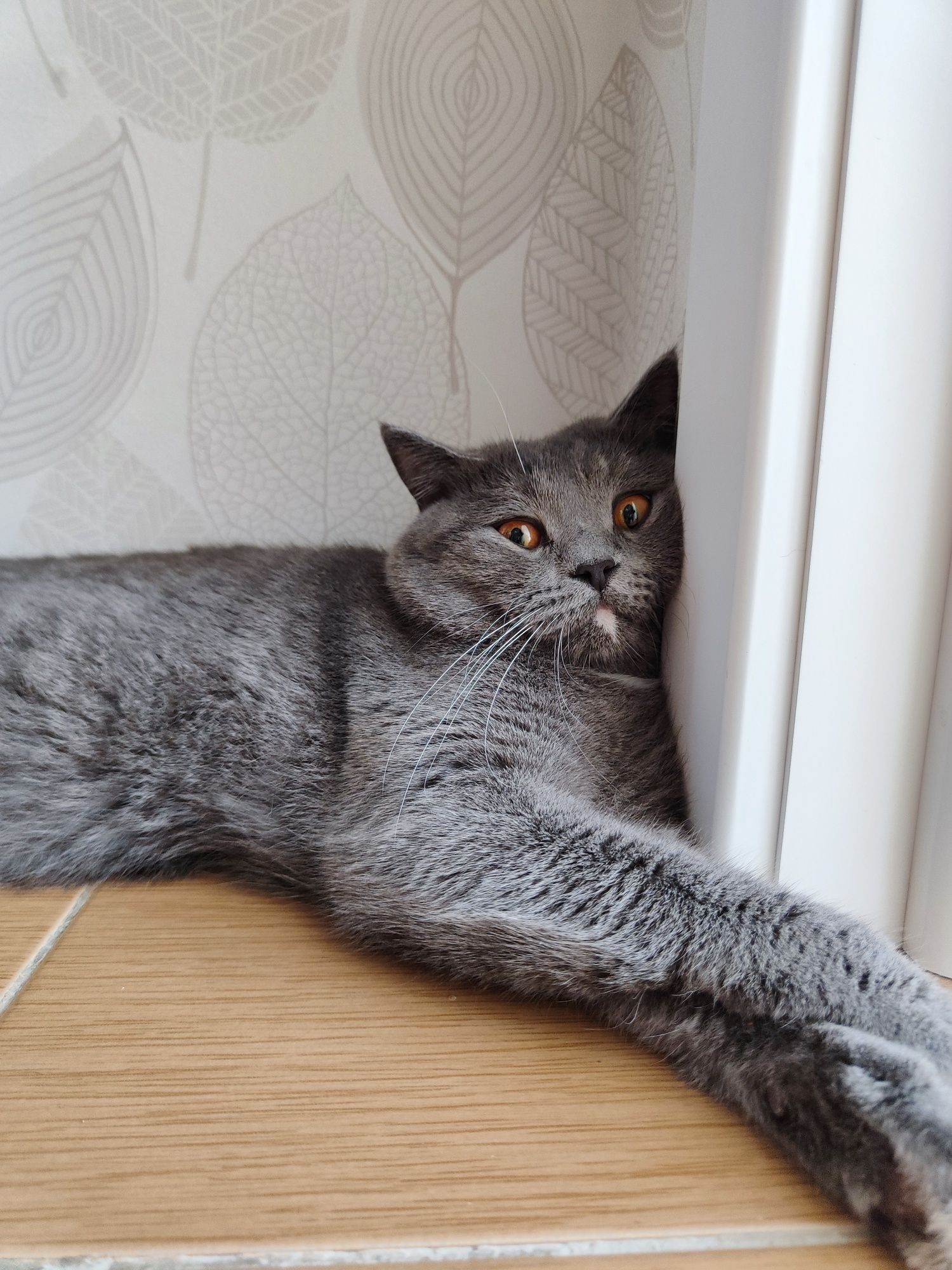 Кот британский для вязки