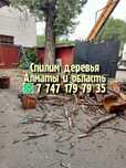 Спил деревьев. Спилим деревья.  Ағаш. спилить дерево. Обрезка.