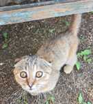 Котенок помесь вислоухой и дворянина