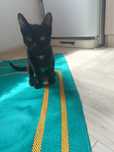 Котёнок 3 месяца мальчик