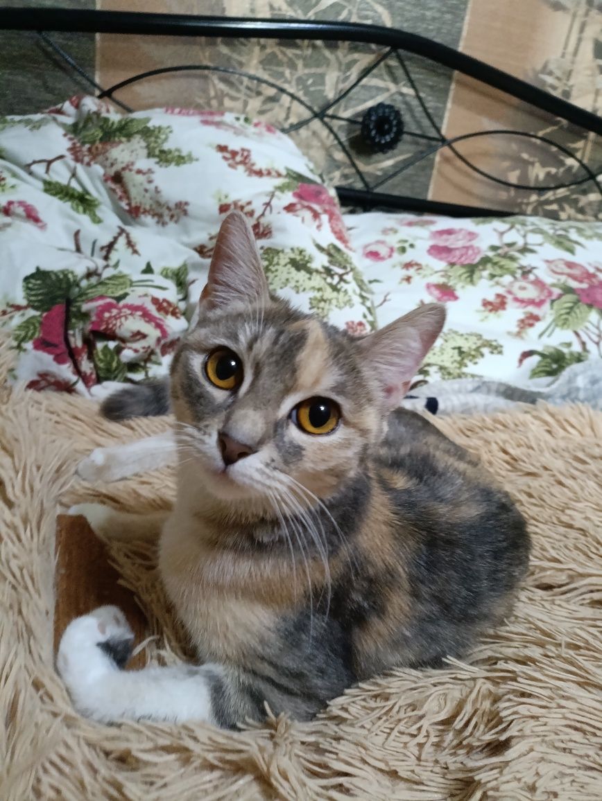 Кошечка для любящего человека