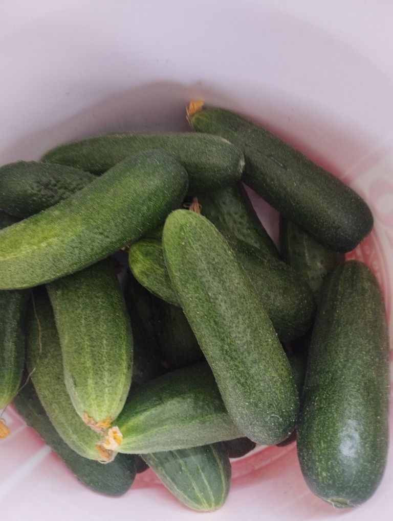 Продам огурцы домашние