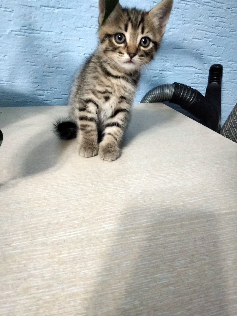 Отдам в добрые руки котят полубританцы