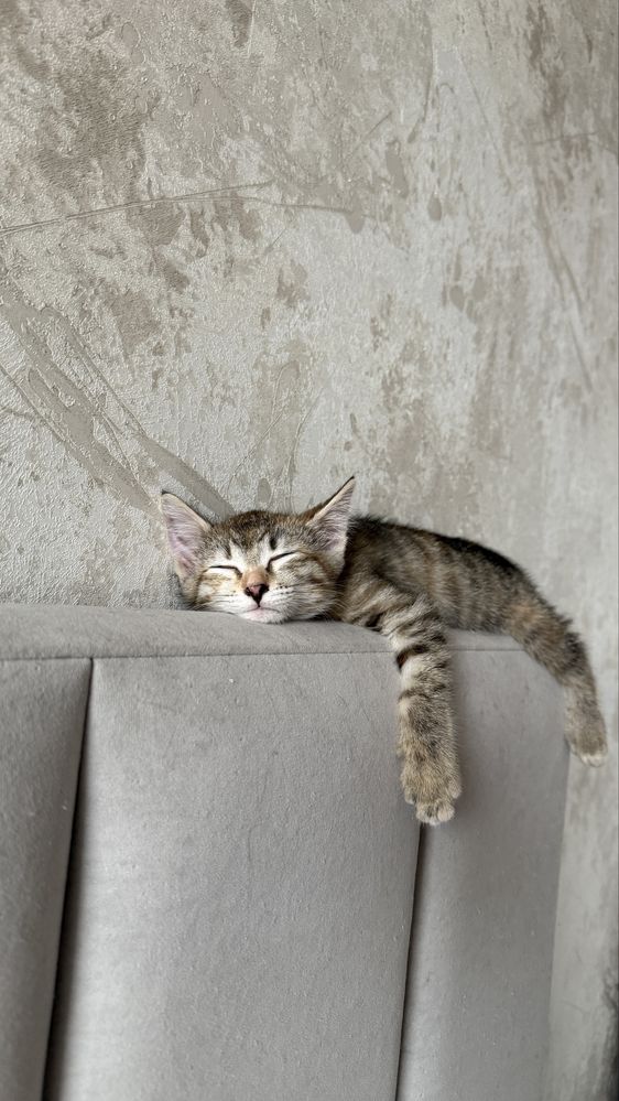 Кошечка в добрые руки