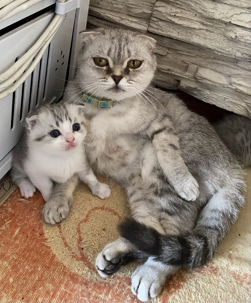 Продам Породистых Котят Шотландцы
