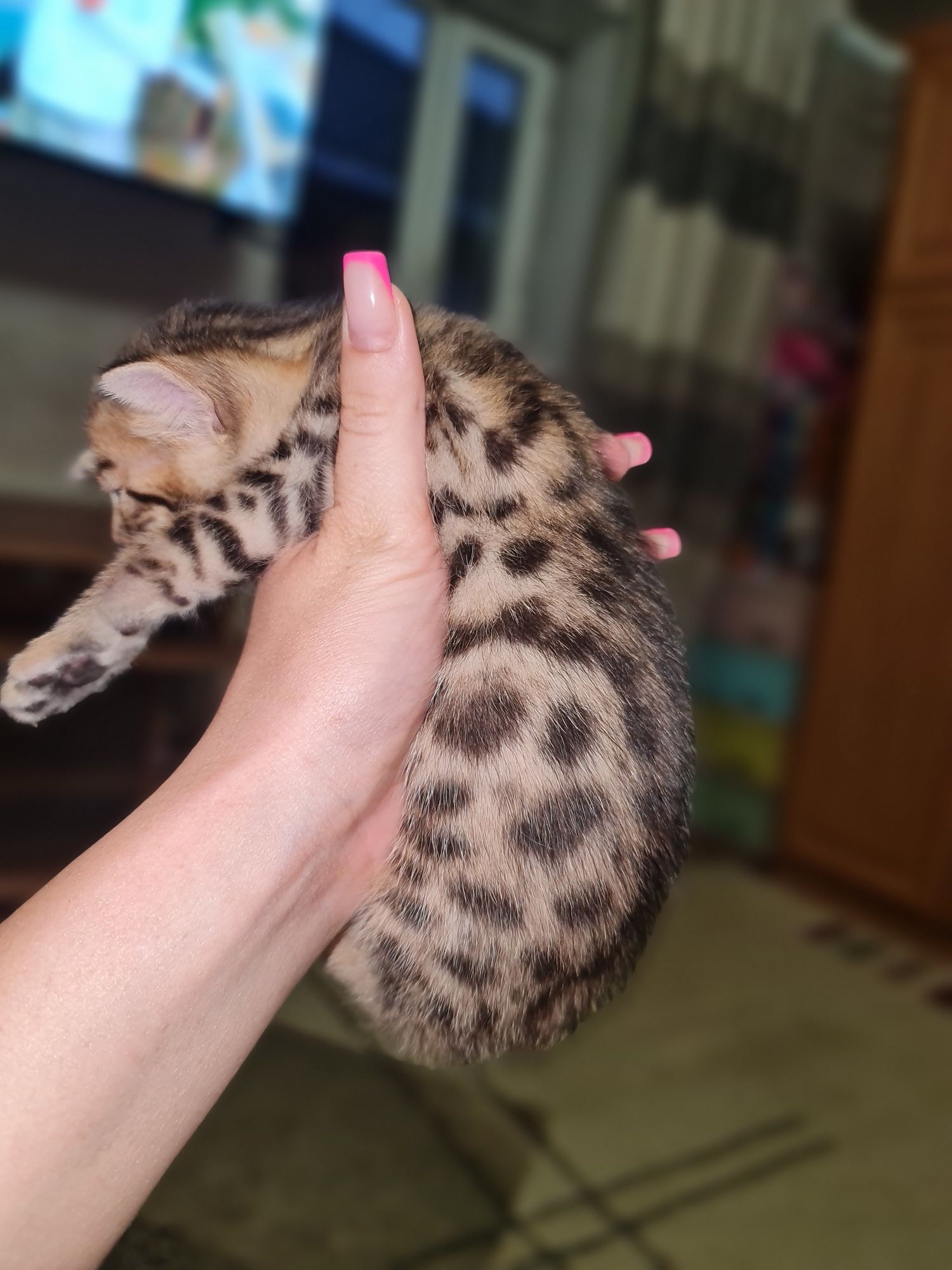 Бенгальские котята