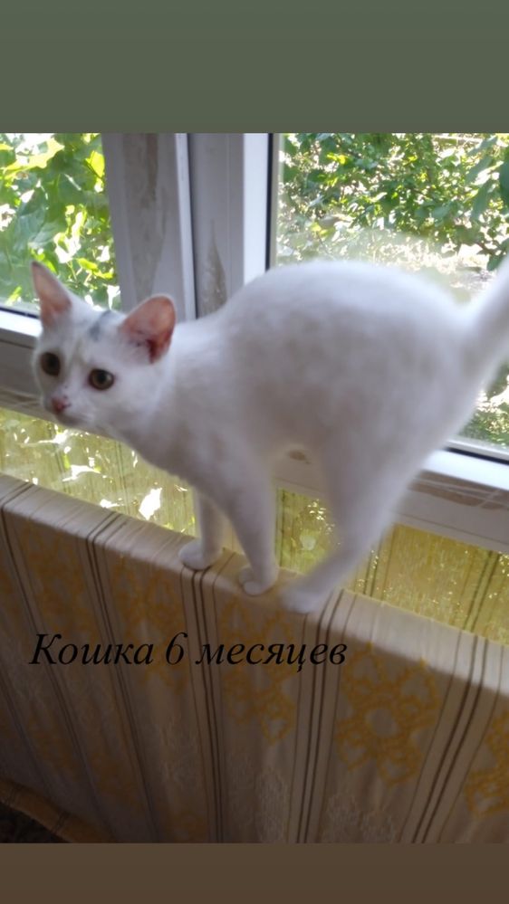 Кошки, коты, котята в добрые руки