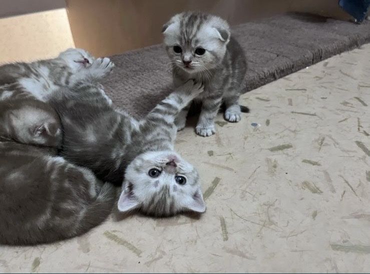 Шотландские котята в продаже