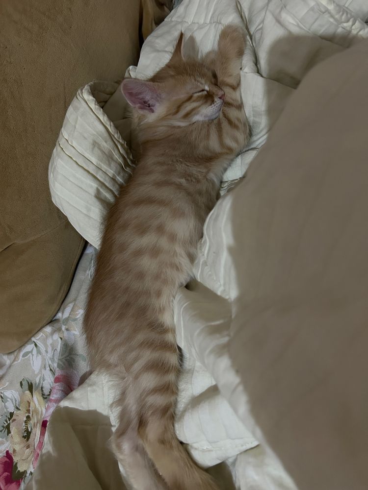 котенок девочкаа