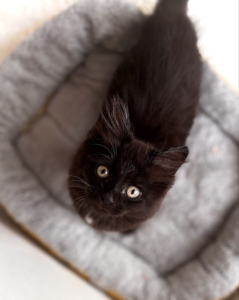 Котенок в добрые руки