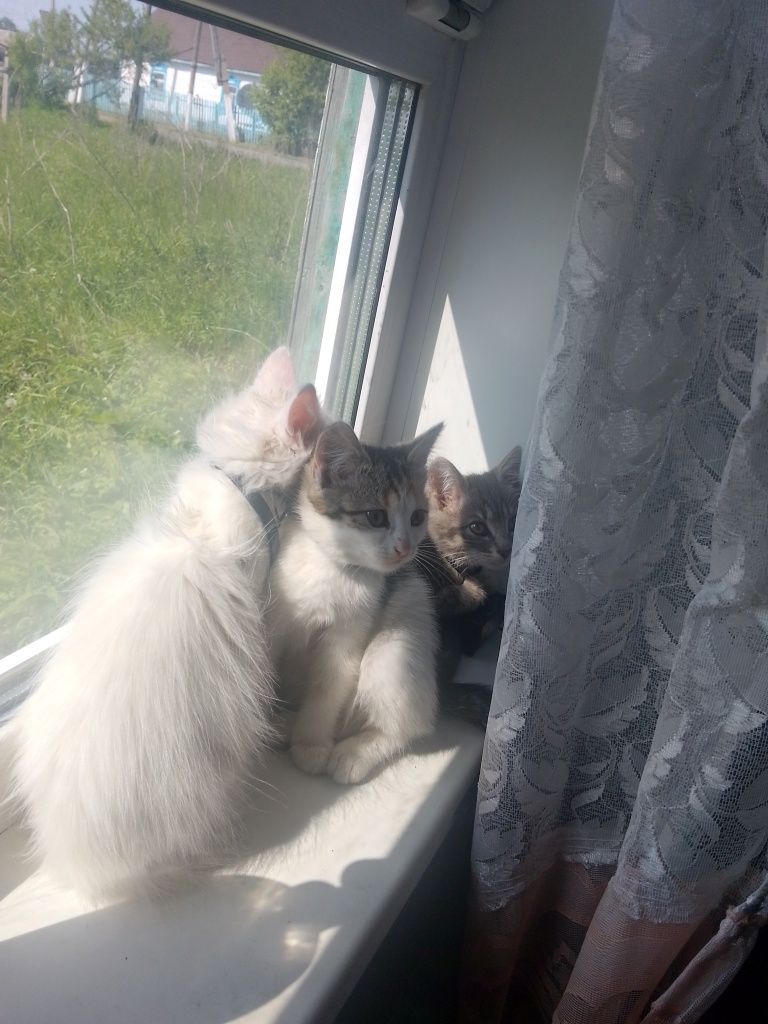 Отдам в хорошие руки котят