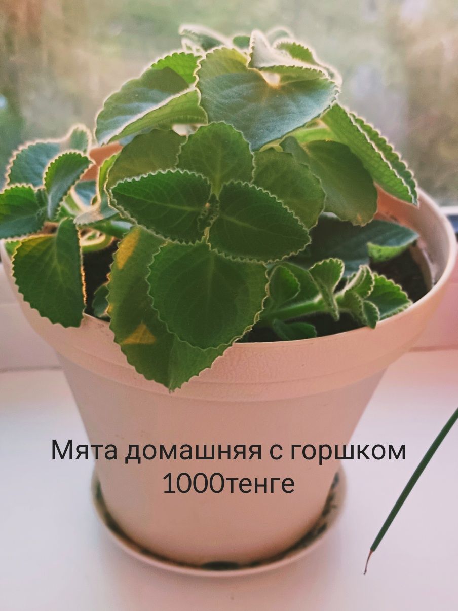 Комнатные разные цветы