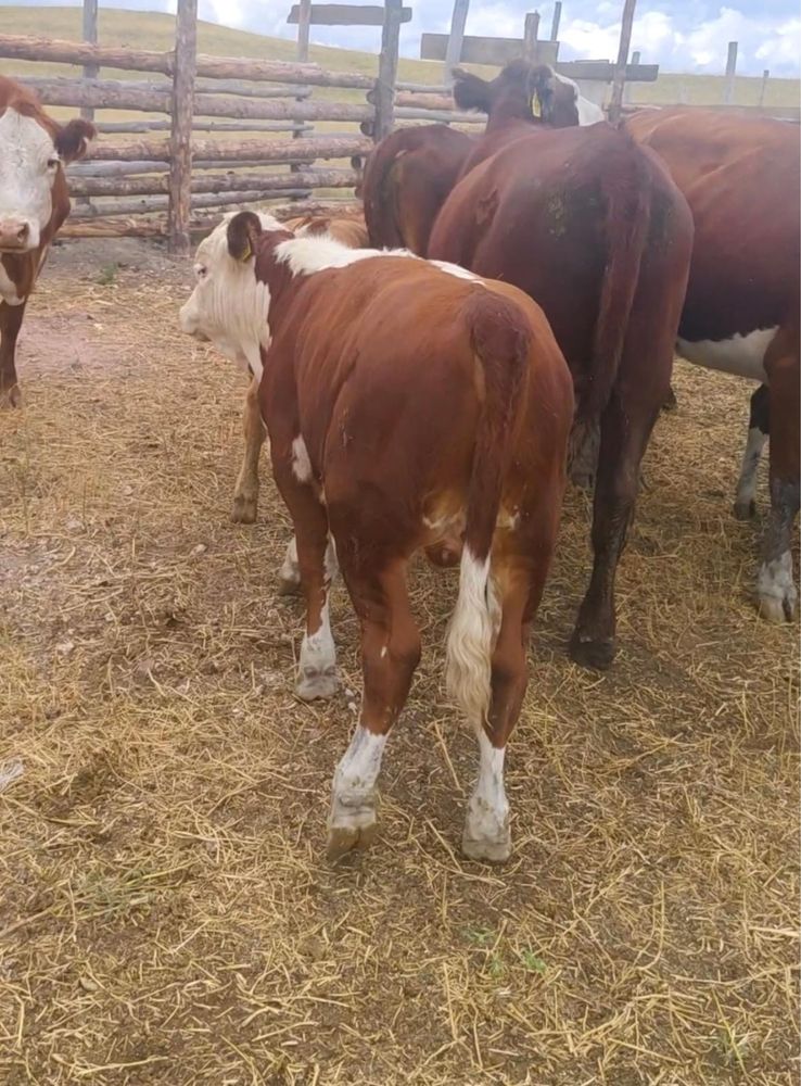 Срочно продам!Белоголовых подсосов бычки