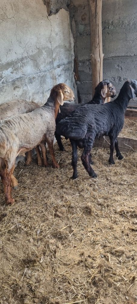 Продам кошкарчиков