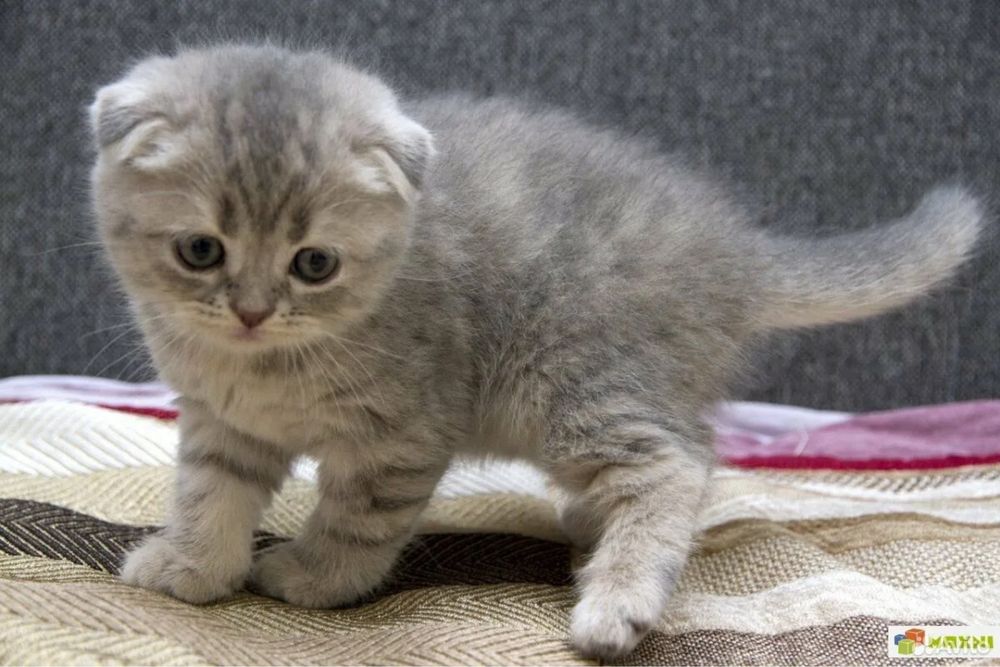 Котенок шотландский