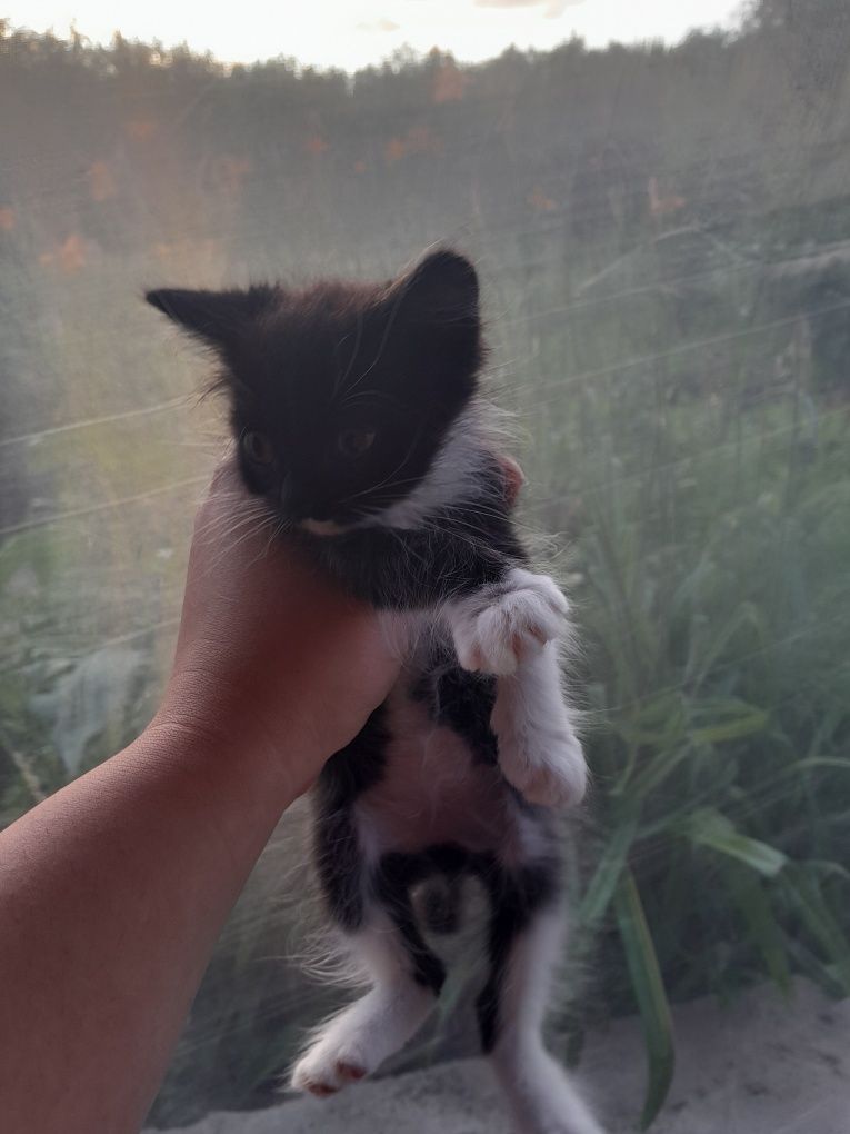 Отдам двух котят в хорошие руки