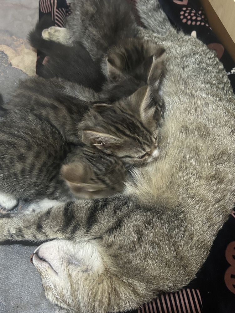 Котята и кошка порода королевская