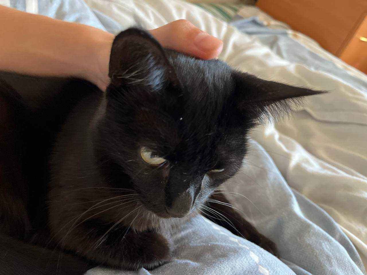 Кошка ищет добрые руки