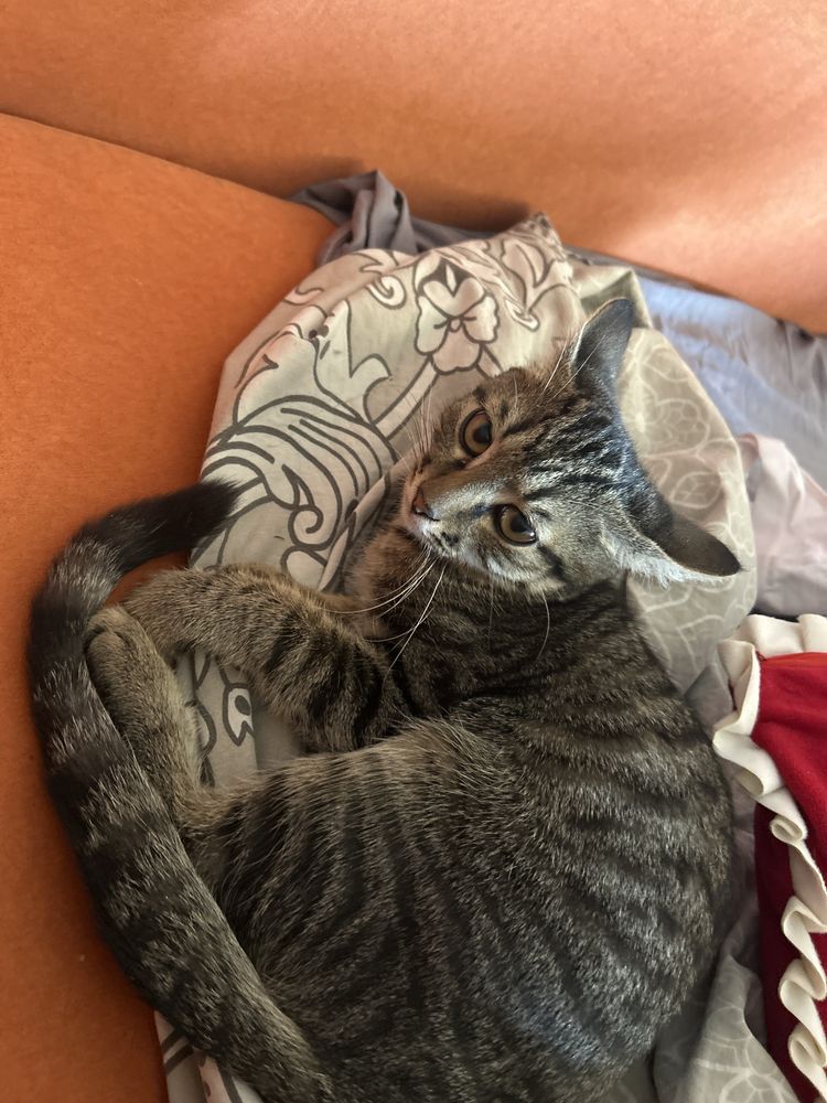 Котята, в добрые руки