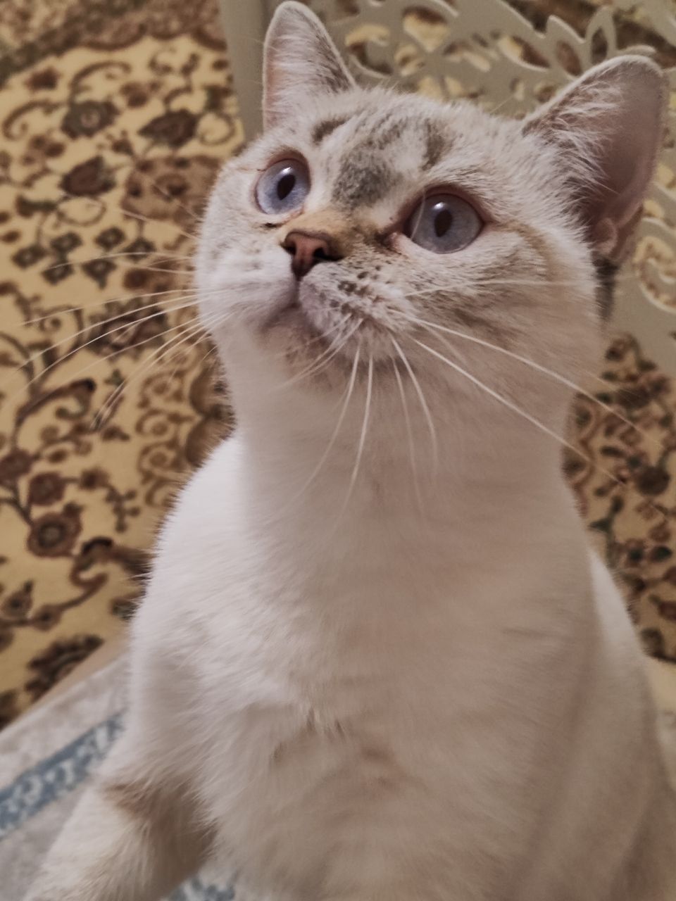 Вязка ,кошка шодландская