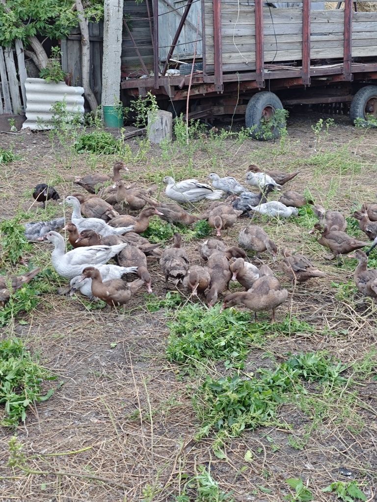 Продам  утак  вся птица породная тяжолая линия.