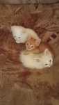 Отдам даром котят