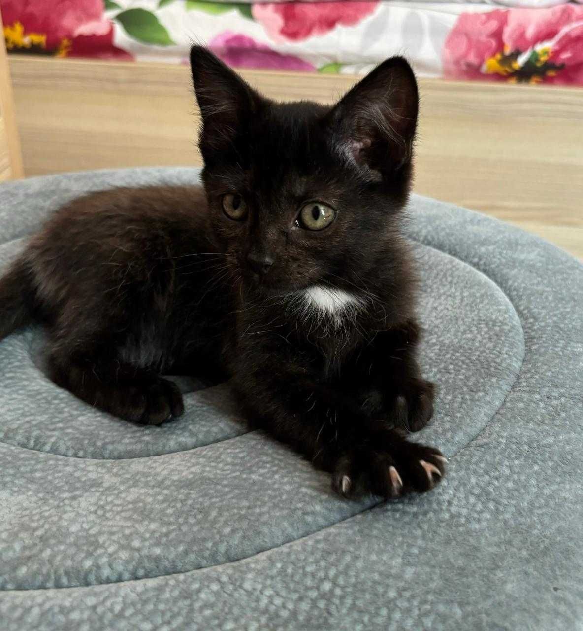 Отдам котят в хорошие руки