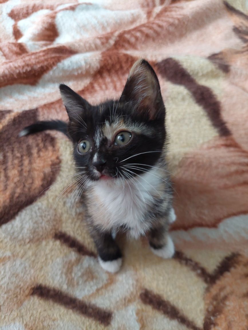 Бесплатно.котята.