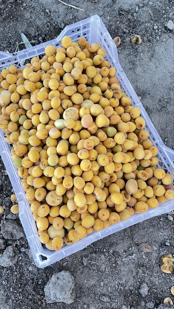 Сары өрік (сары орик)