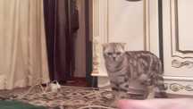 Нашли кота.Ишем  хозяйна