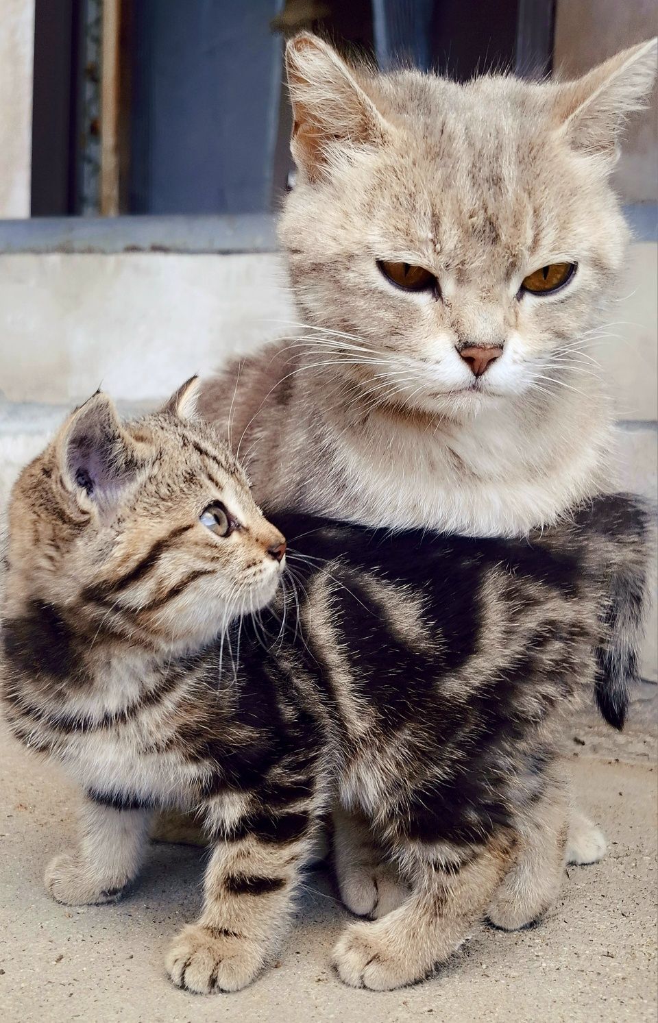 Котята Британцы в добрые руки