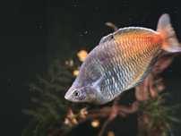 Радужница Боэсмана (Melanotaenia boesemani)