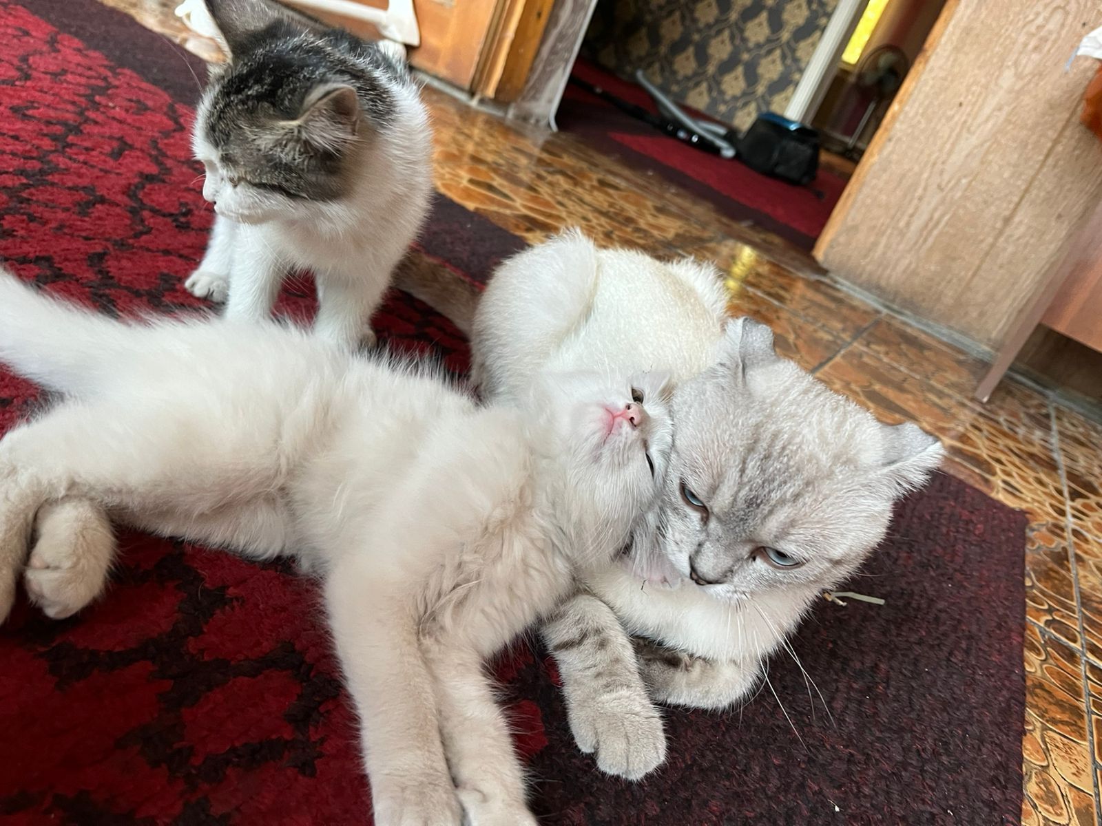 Котята в хорошие руки