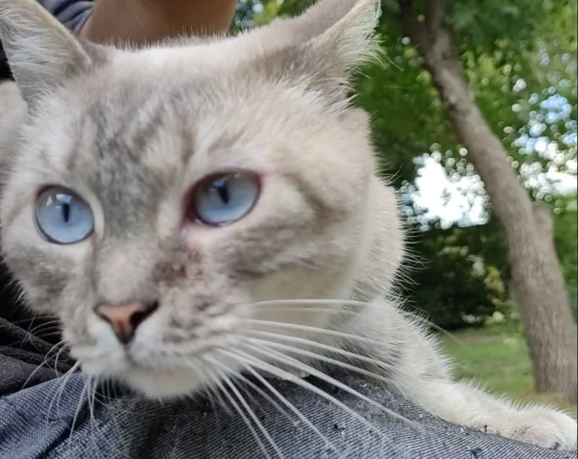 Кошка, полупородистая, стерилизованная.