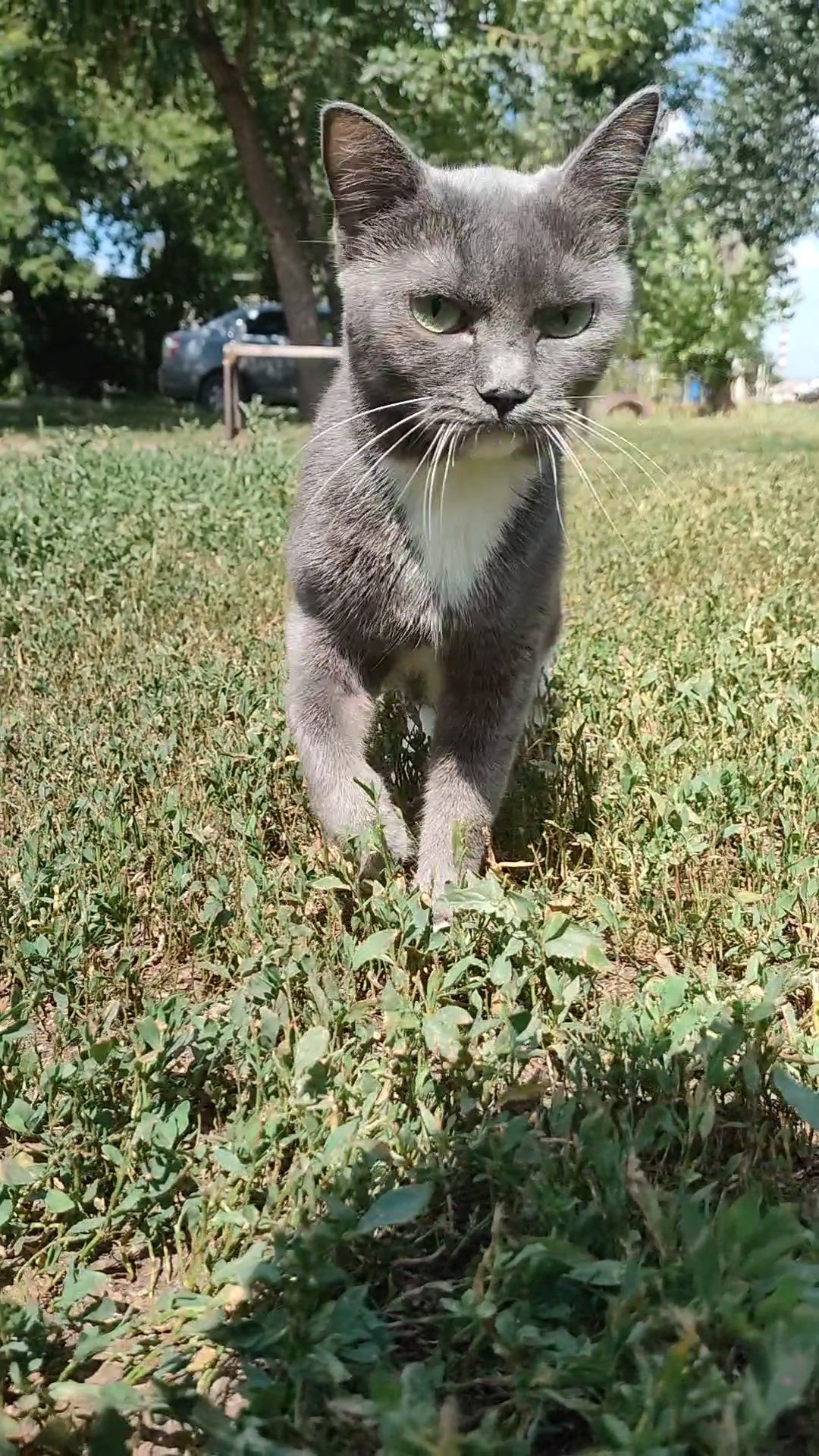 Кошка, стерилизованная, домашняя, преданная