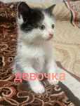 Отдам котят 1.5 месяца
