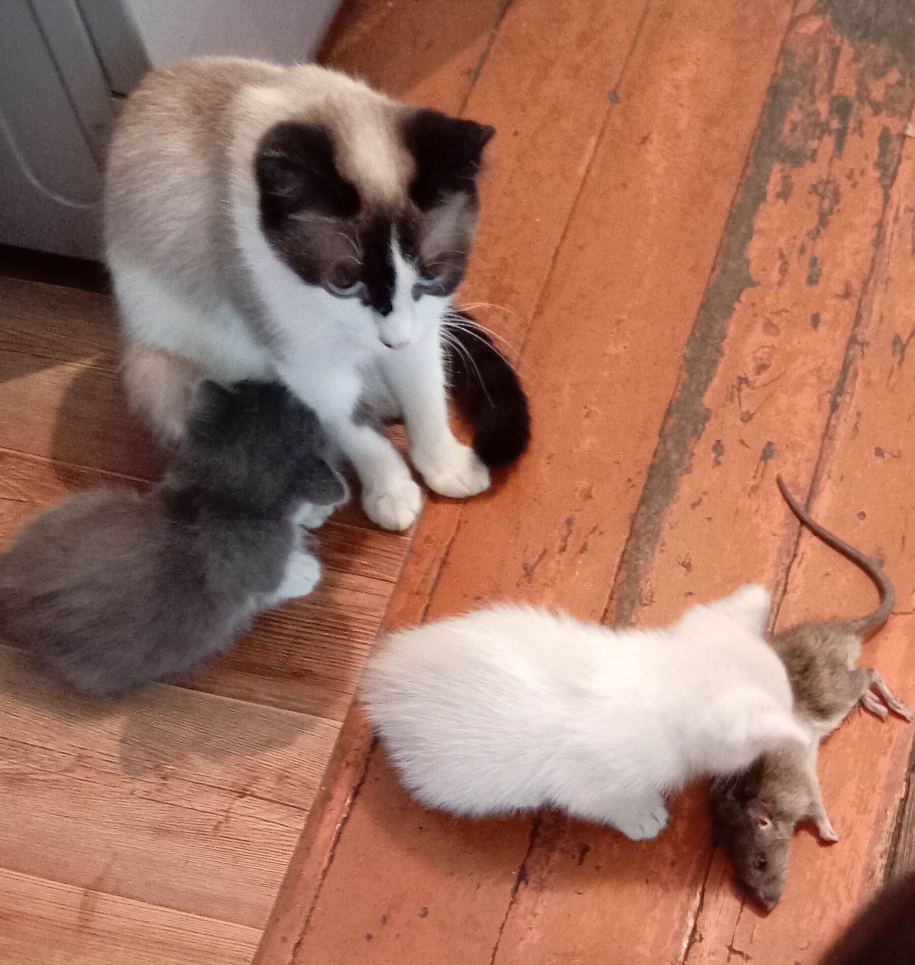 Котята крысы ловы.