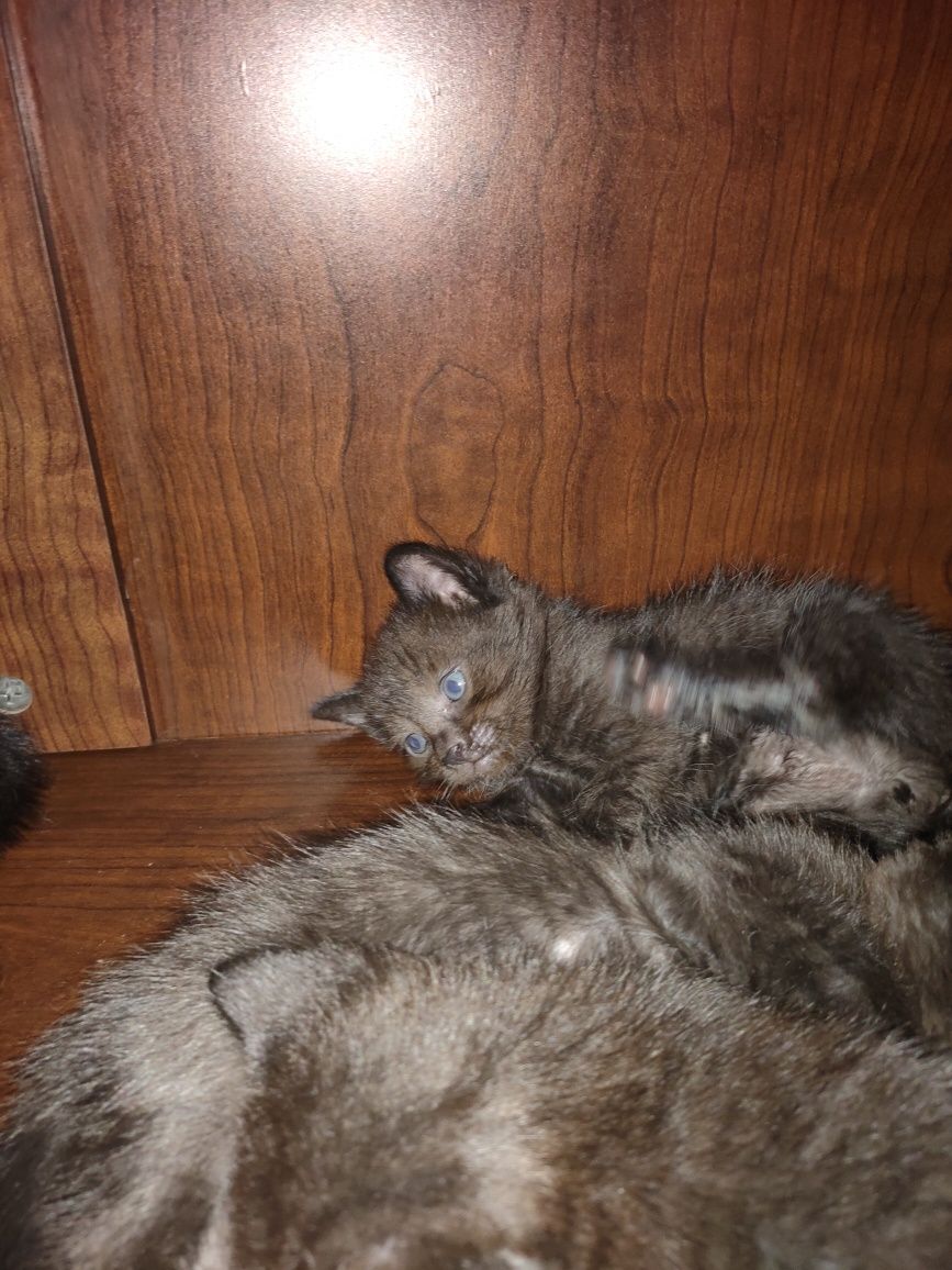 Отдам котят  в хорошие руки
