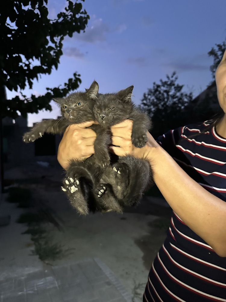 Отдам котят в хорошие руки