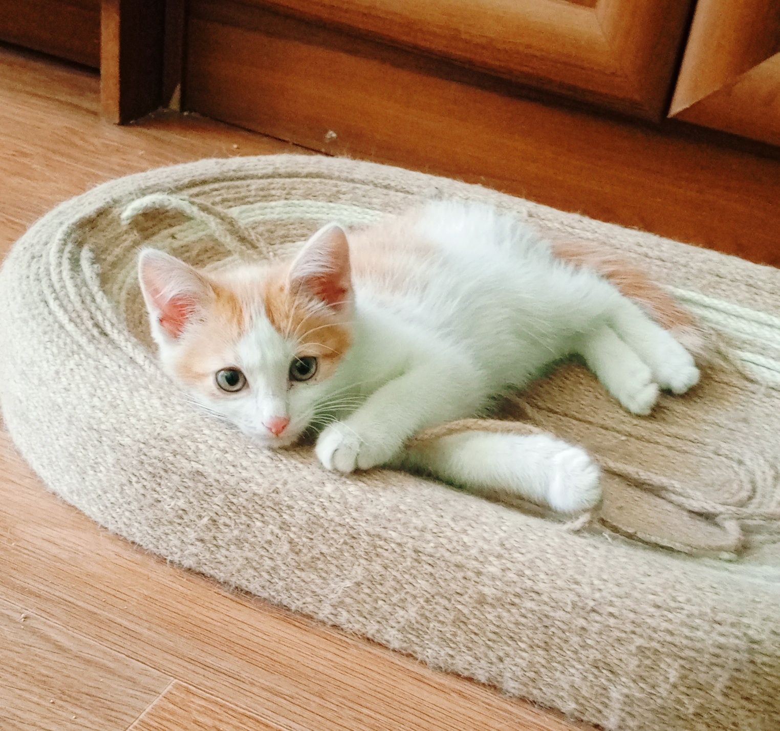 Котенок в добрые ручки
