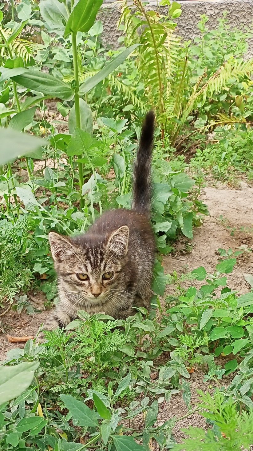 Котята в хорошие руки, бесплатно