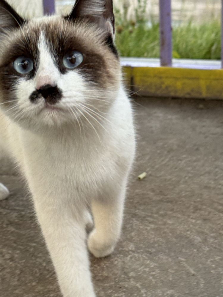Безумна красивая кошечка