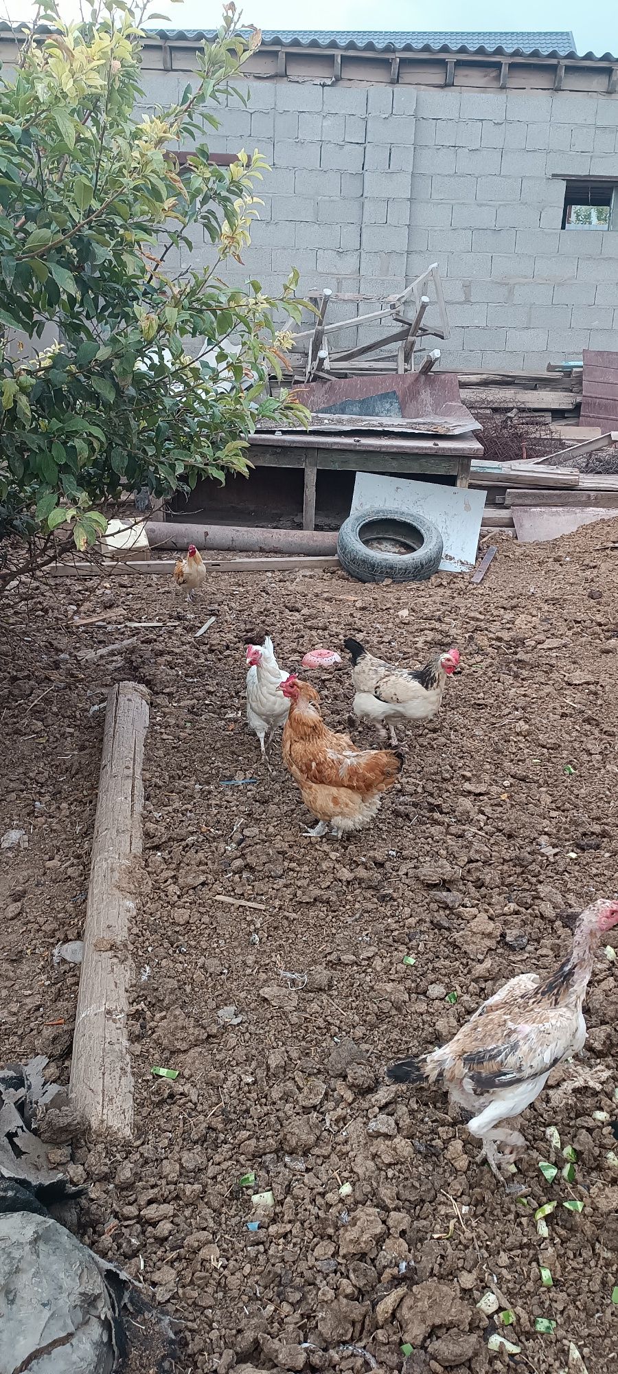 Куры домашние йй